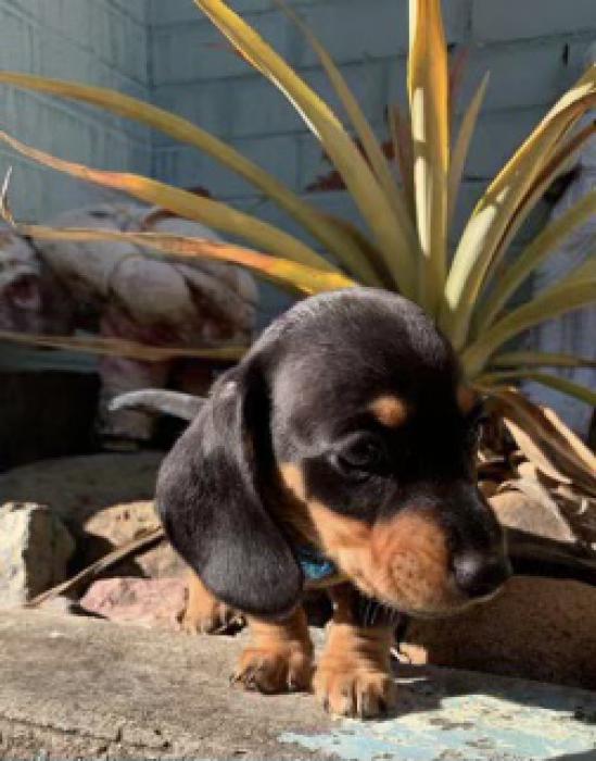 Last mini dachshund boy very small $2250 reduced 