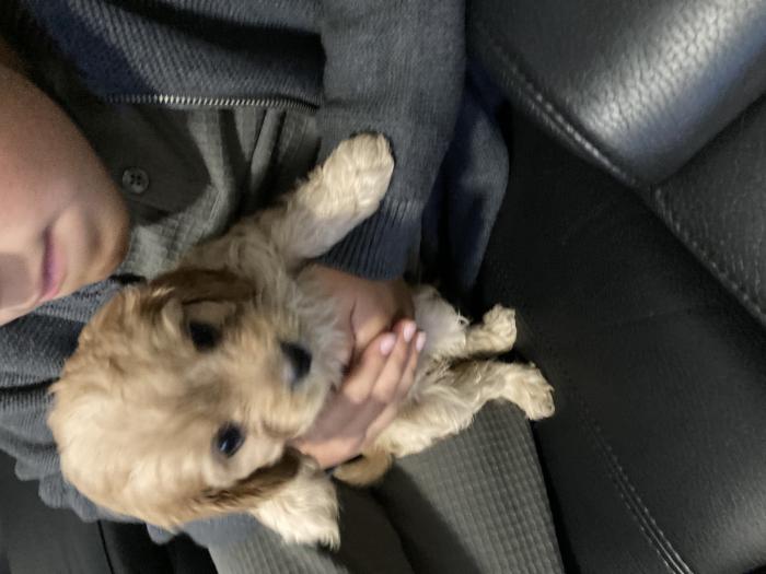 Cavoodle male and females