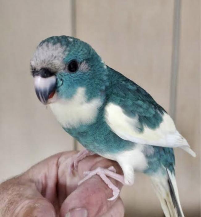 Blue pied Kakariki wanted (photo for attention)