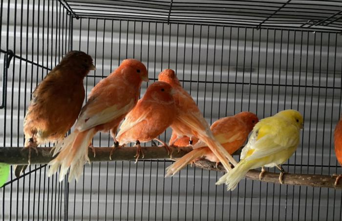 Canaries pure bred strong whistlers great bloodlines