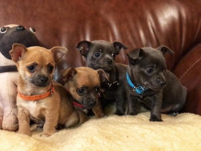 Blue and Blue fawn chihuahua Puppies $1800 