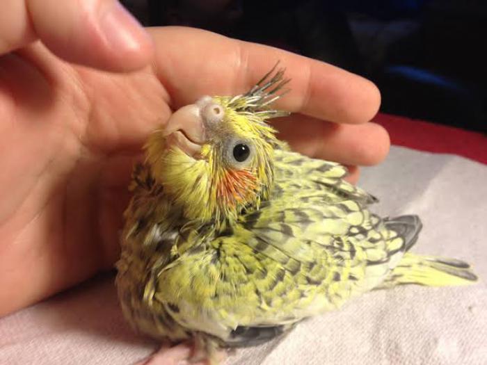 Wanted: Baby Cockatiel to raise