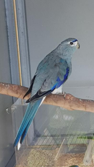 Blue Blue Winged Parrots 