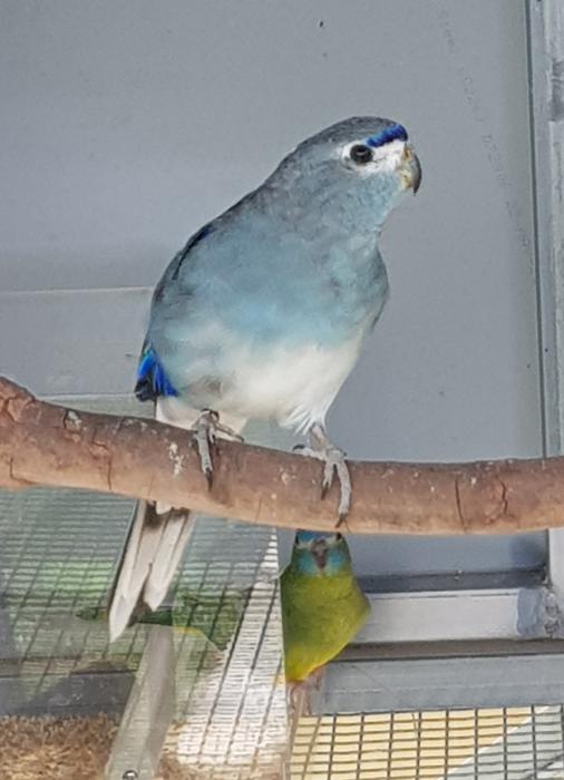 Blue Blue Winged Parrots 
