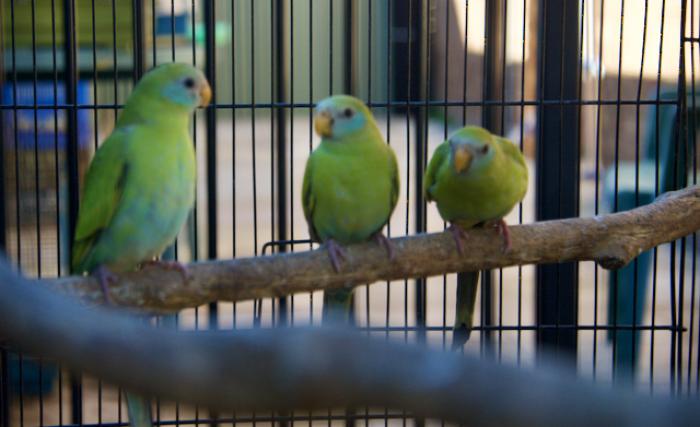 2021 HOODED PARROTS  SPLIT PIED AND  PURE NORMAL HENS