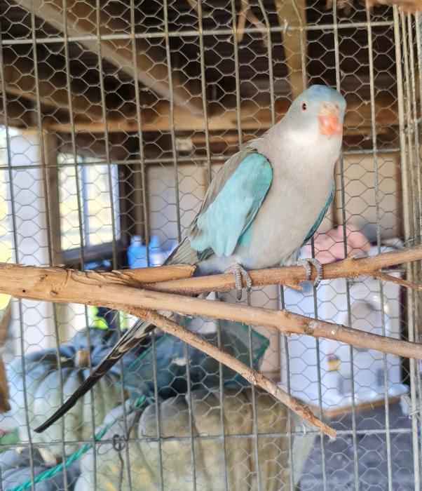 blue princess parrot male 