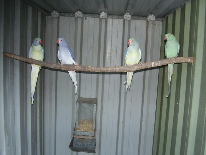 RINGNECKS OPALINE CLEARTAIL COMBINATIONS