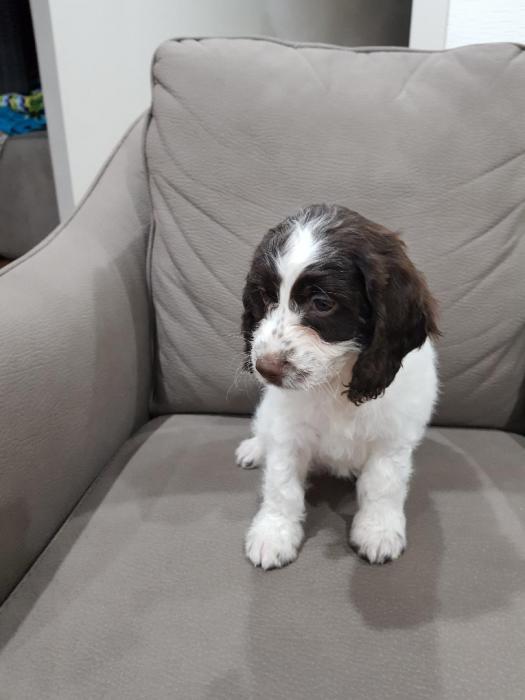 spoodle pups available now male and female