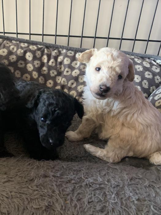 Toy Poodle Puppies 