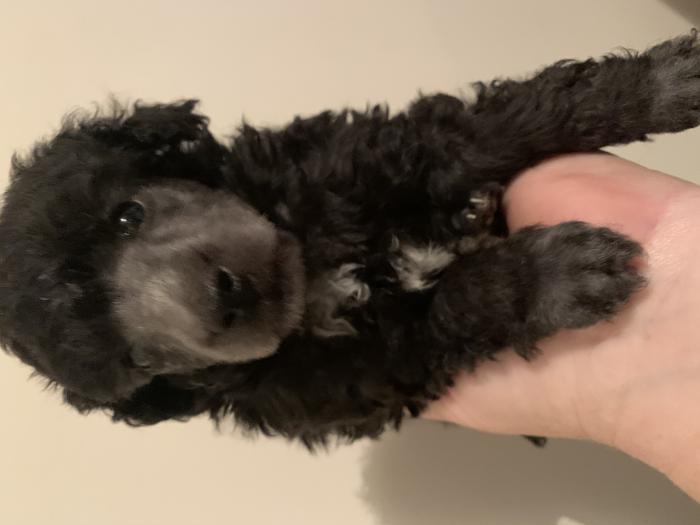 Toy Poodle Puppies 