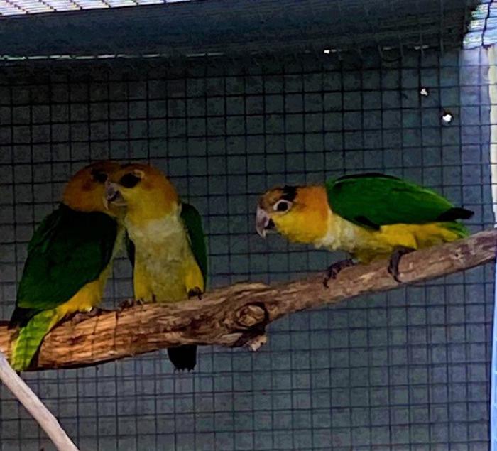 White Belly Caique youngsters x 2