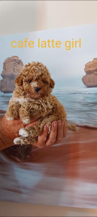 Quality Toy Poodle puppies 