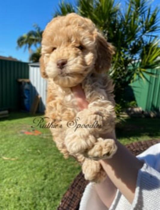 Family Bred Spoodle Girl Puppy for Sale