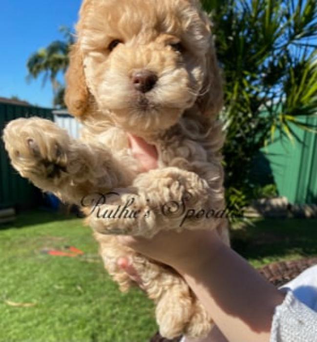 Family Bred Spoodle Girl Puppy for Sale