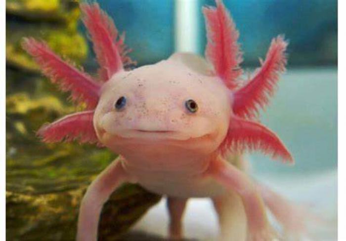 Axolotl Available now at Sydney City Aquarium!