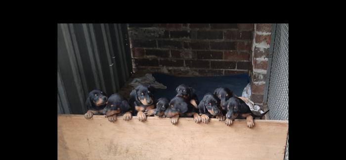 Dobermann puppys available 