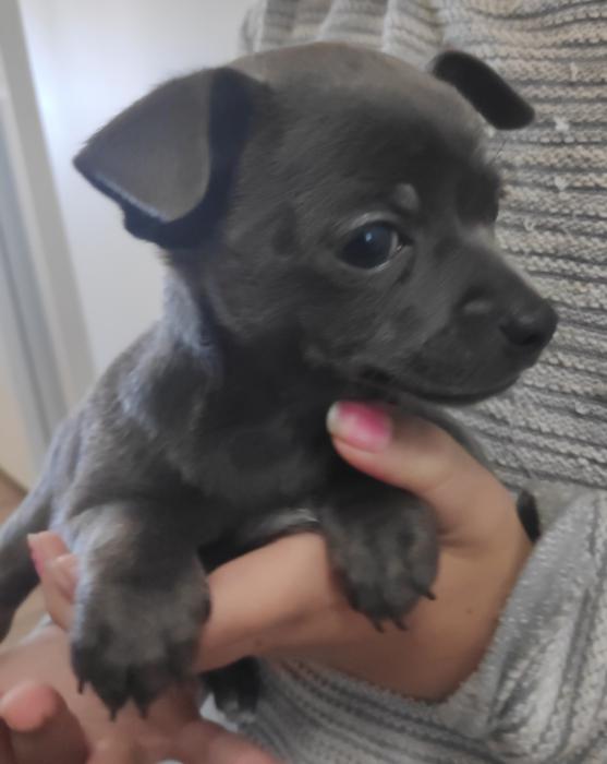 1 Blue Male  Purebred chihuahua Puppy $1800