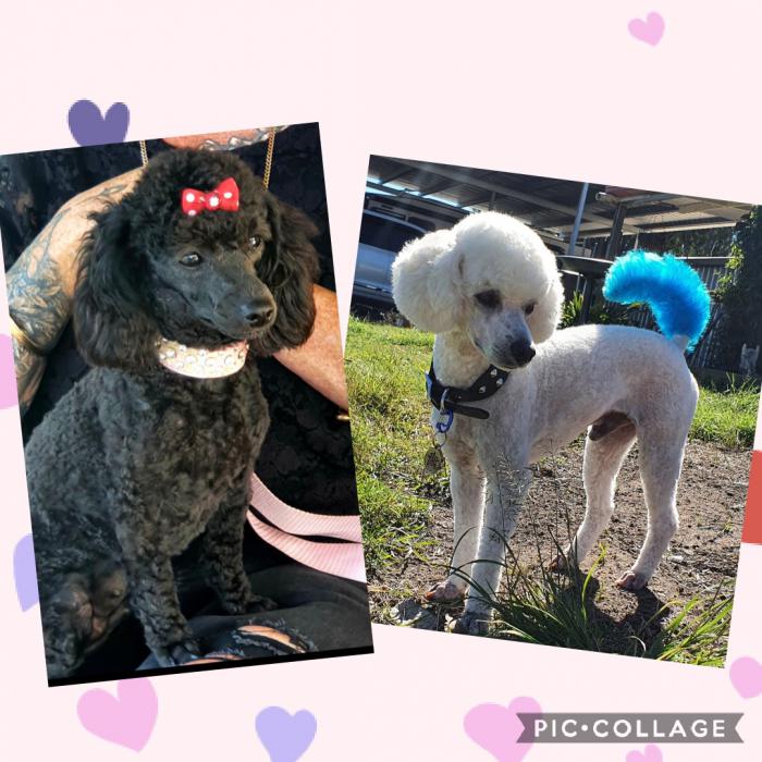 Toy poodle pups ready 17th july