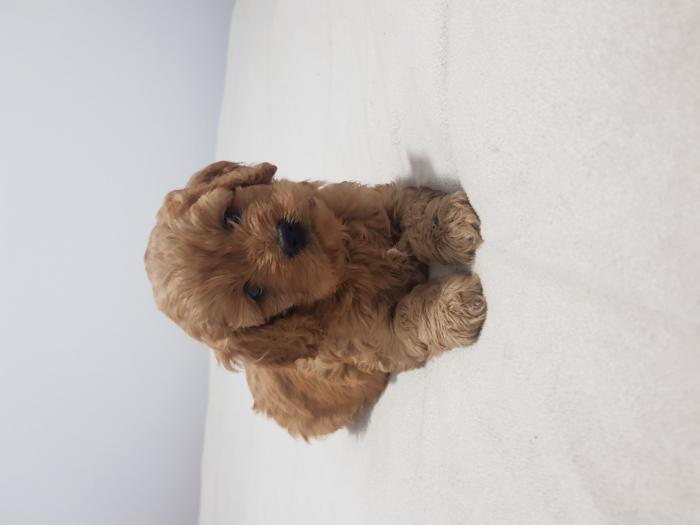 Cavoodle Puppies ready first of July