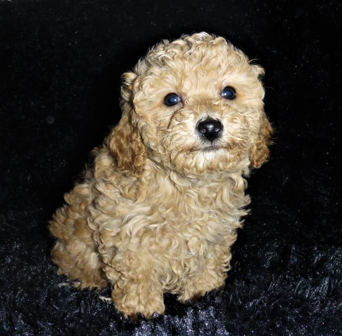 Toy poodle male $2750