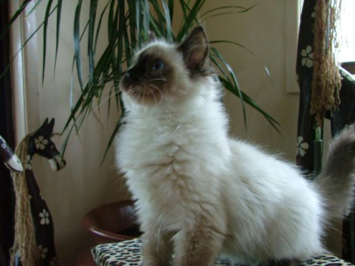 Ragdoll Cats and Kittens available to loving Homes now