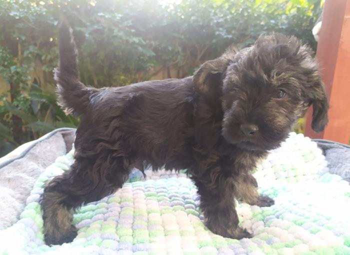 Adorable Schnoodle Puppy