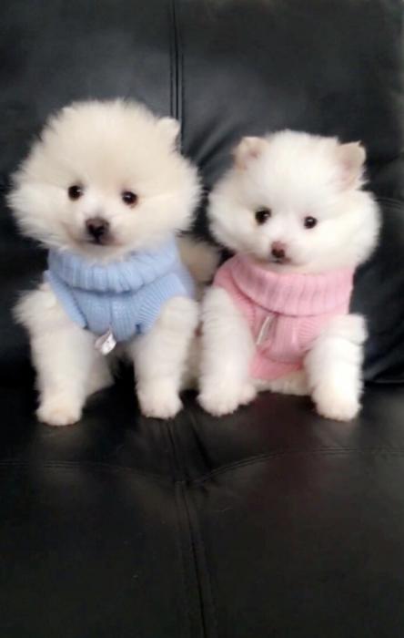 Stunning Purebred Toy Pomeranian Puppies - DEPOSITS NOW