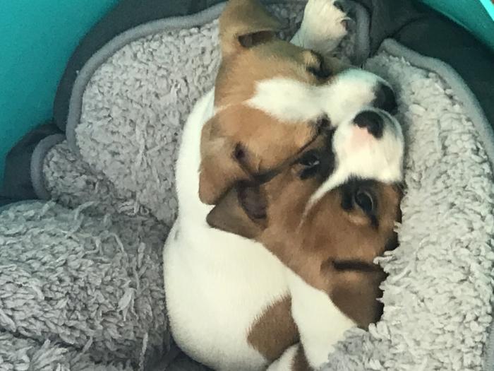 Jack Russell puppies pure bred