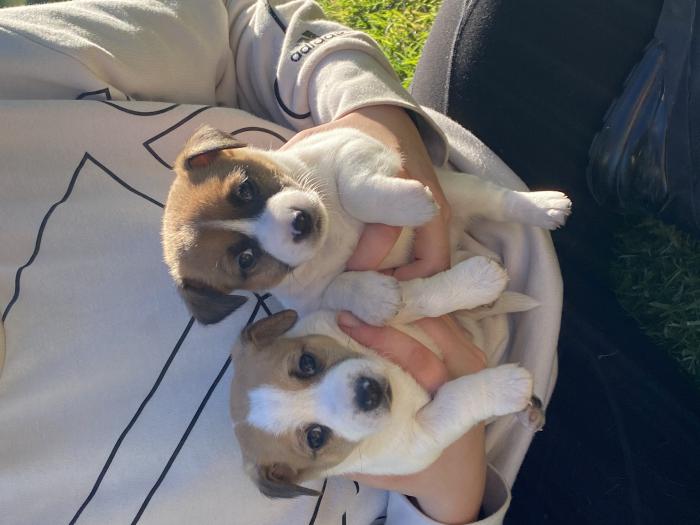 Jack Russell puppies pure bred