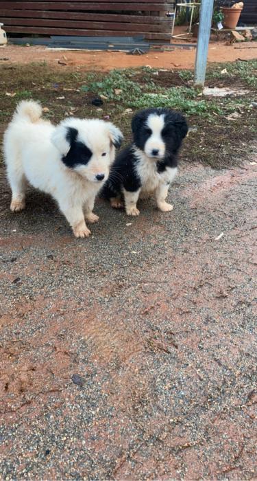 3x gorgeous long haired border collie x maremma puppies
