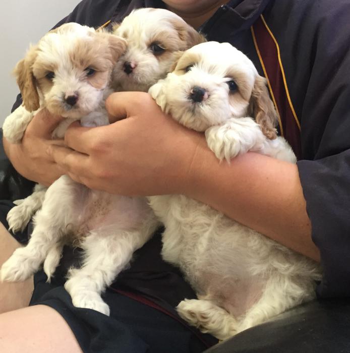 Cavoodle puppies - first gen - 6weeks