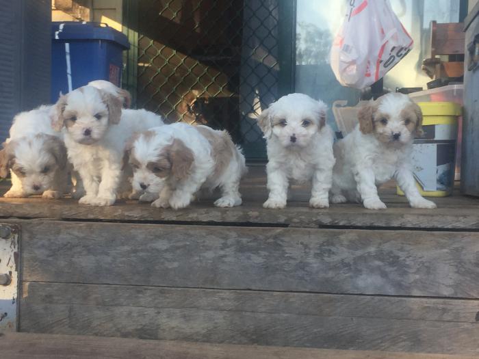 Cavoodle puppies - first gen - 6weeks