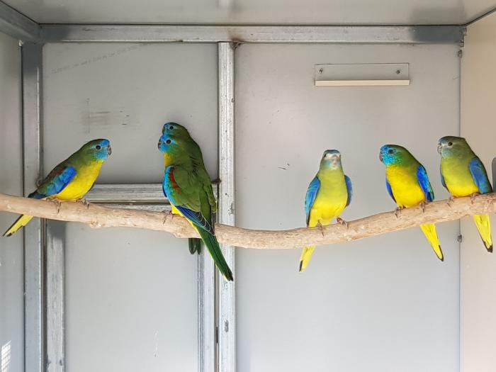 Turquoise parrots 