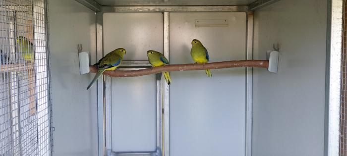 Blue Winged Parrots 