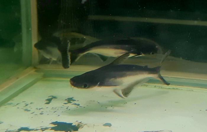3 x Iridescent shark 15-20cm