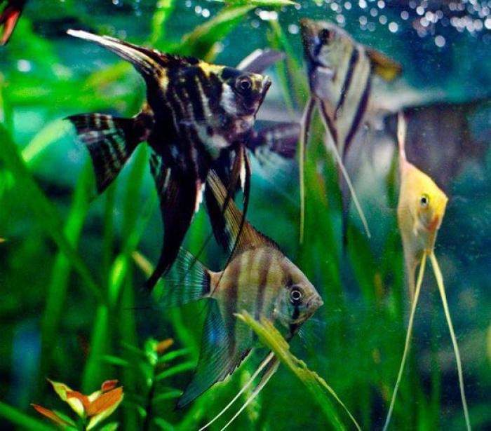 Angelfish On Special now at WTFish!