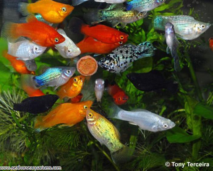Assorted Mollies On Special now at WTFish!