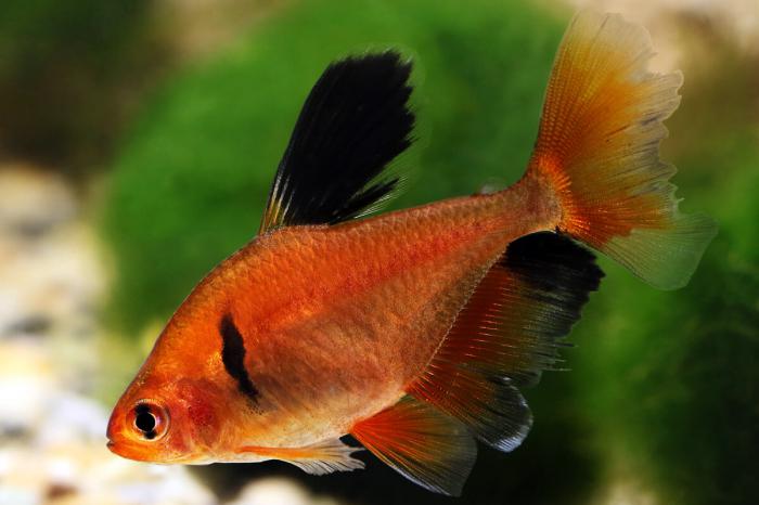 Long Fin Serpae Tetra On Special now at WTFish!