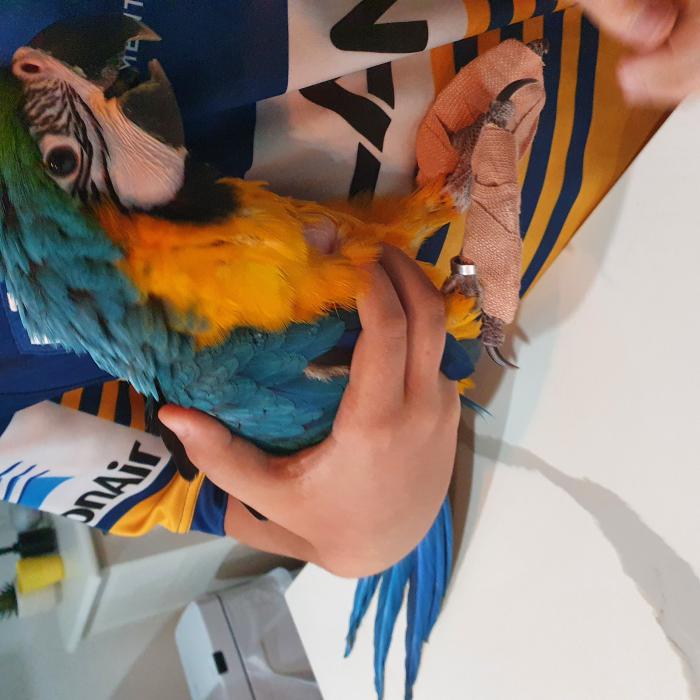 Hand raised baby blue & gold macaw- Read Description