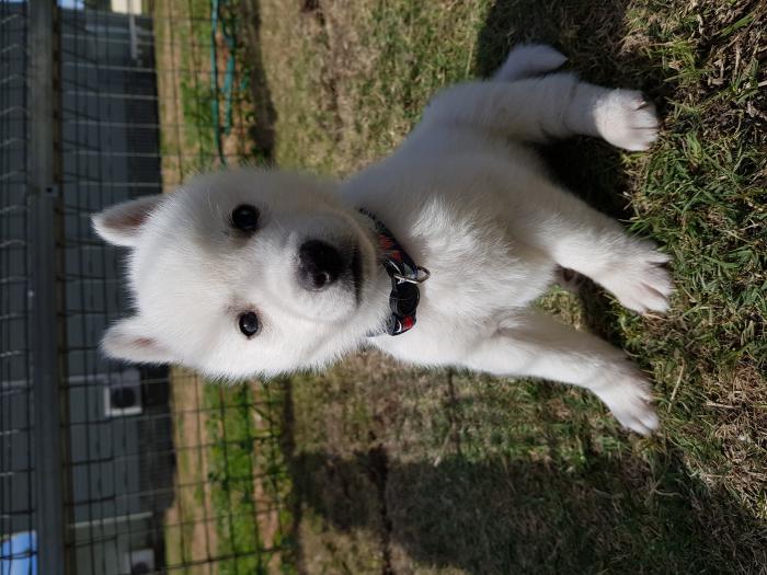 Siberian Husky Puppies ($1500 this weekend only)