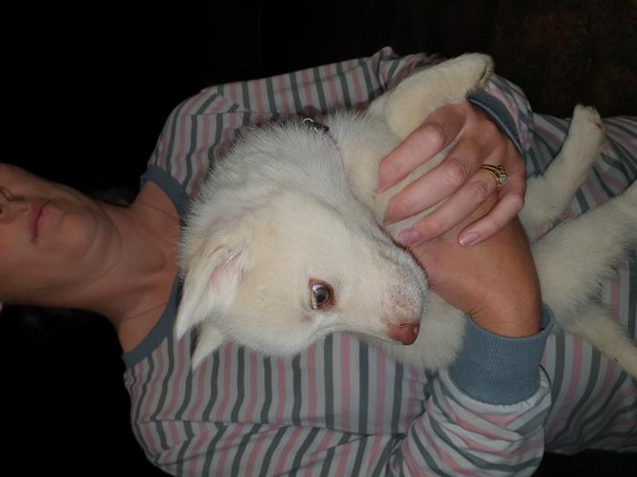 Siberian Husky Puppies ($1500 this weekend only)
