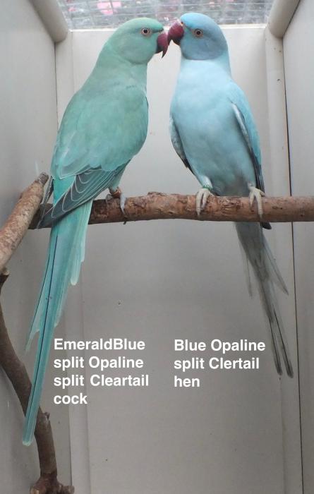 OPALINE AND CLEARTAIL INDIAN RINGNECKs