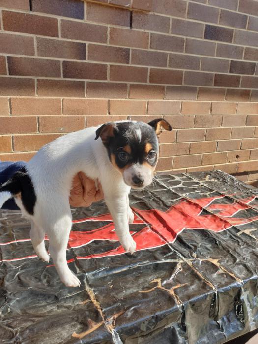 Jack Russell pups male and female, wormed, vaccinated