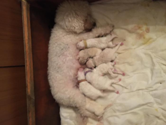 Pedigreed Bichon Frise Puppies For Sale