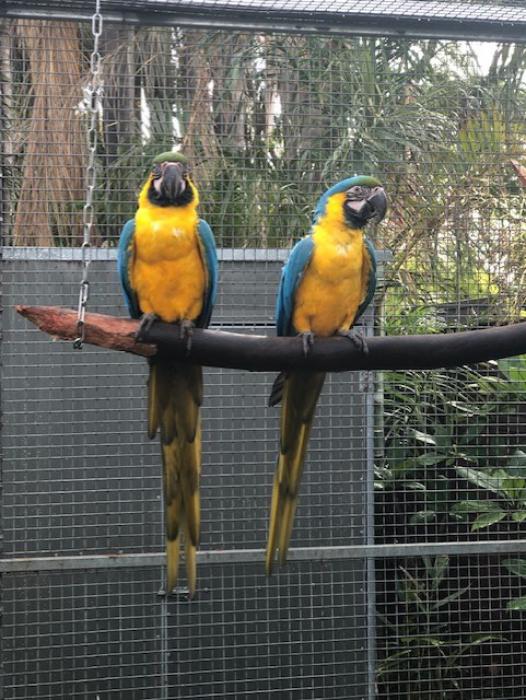 Blue and Gold Macaw cockbirds