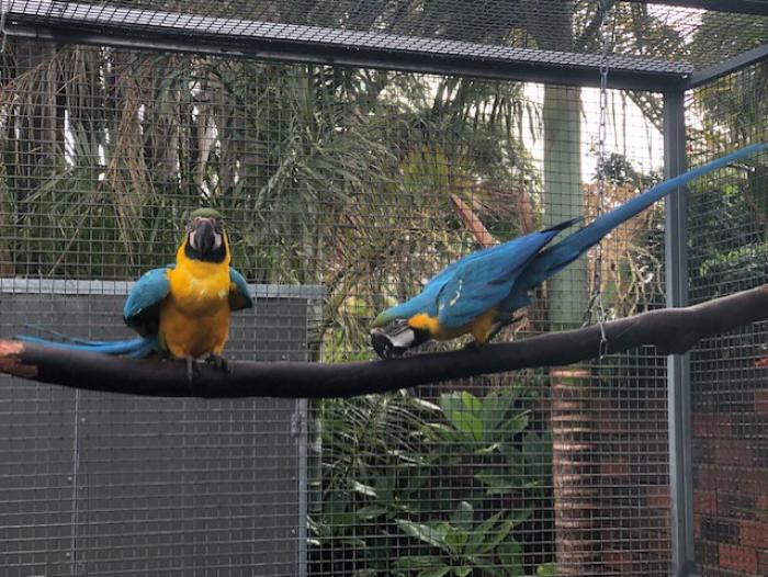 Blue and Gold Macaw cockbirds