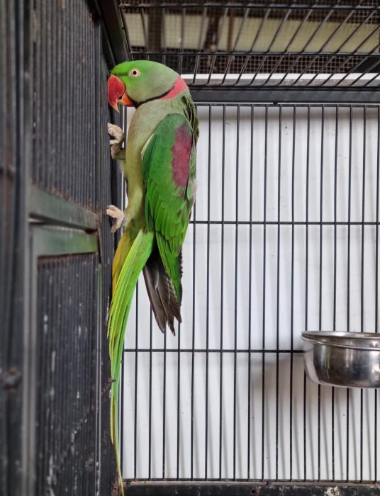 Alexan­derine­ Parro­ts­