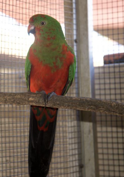 2019 HAND RAISED KING PARROT COCK
