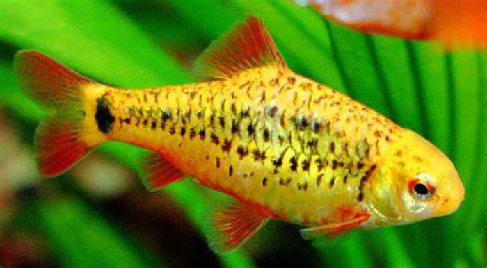 Golden Barbs On Special now at WTFish!