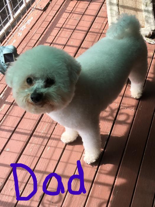 Pedigreed Bichon Frise Puppies For Sale Born 8th May, 2021